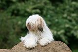 TERRIER DU TIBET 206